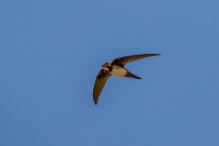 Alpine Swift Colony Sonthofen